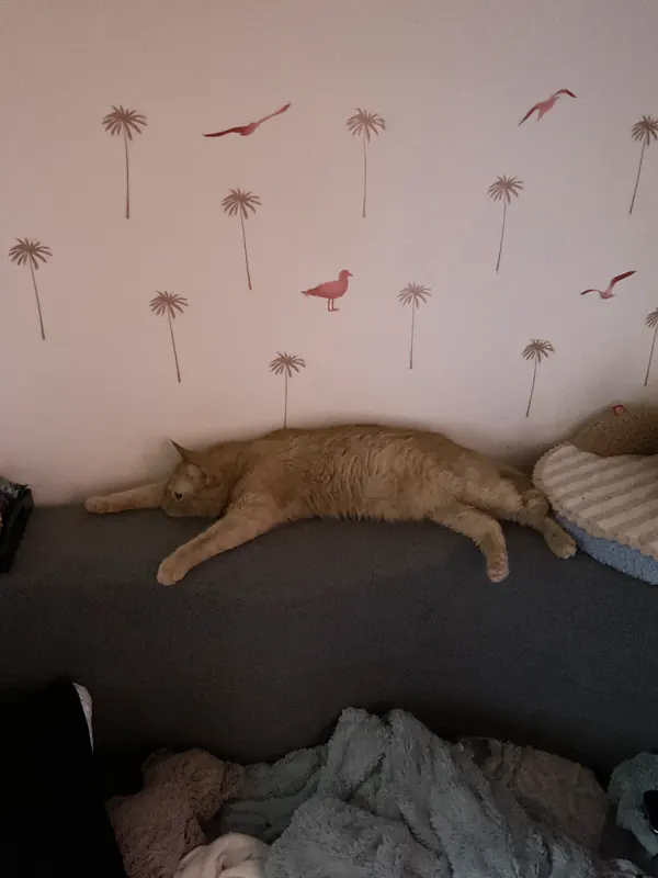 Leo napping along the couch under palm tree decals