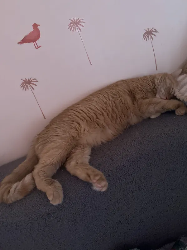 Leo stretched out completely asleep on the couch