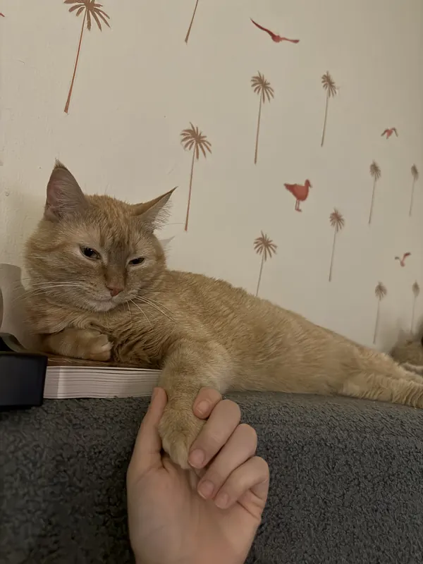 Leo holding a person's hand with his paw