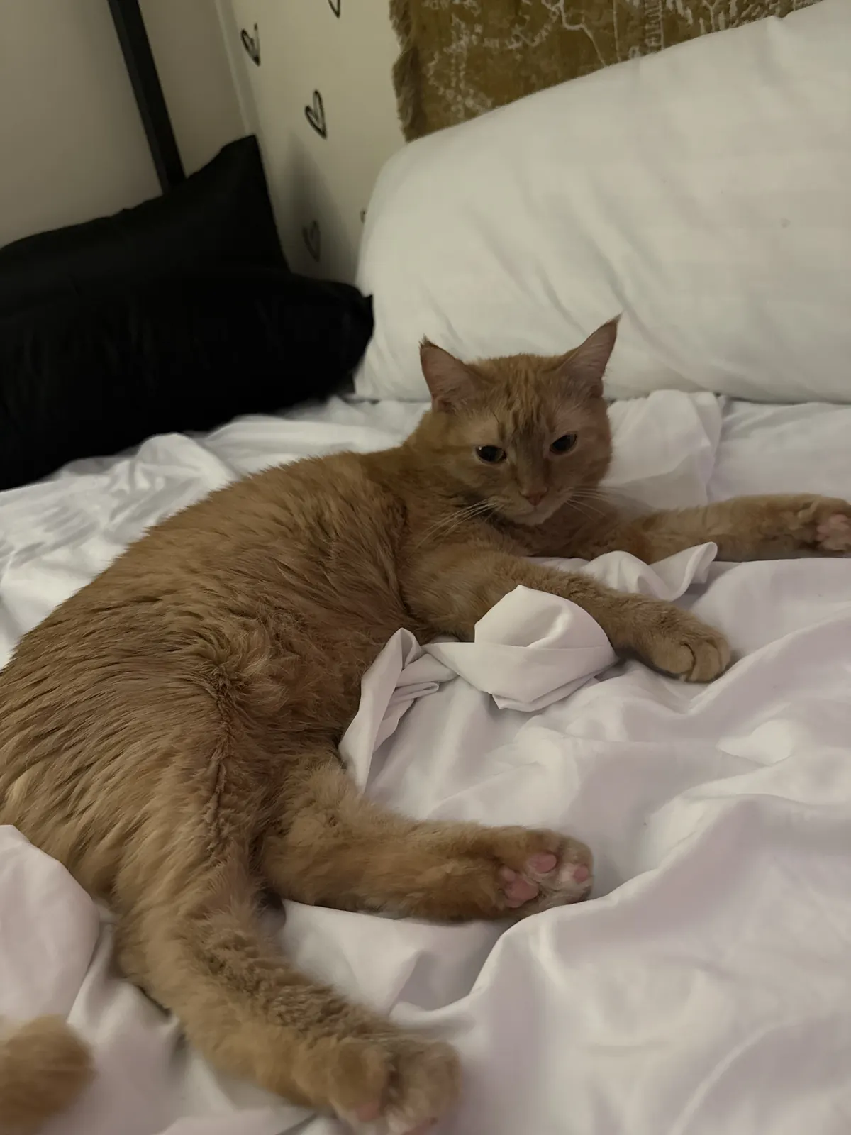 Leo sprawled across white bed sheets with his pink toe beans out