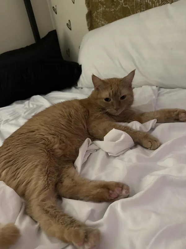Leo stretched out on white bed sheets, showing his pink toe beans