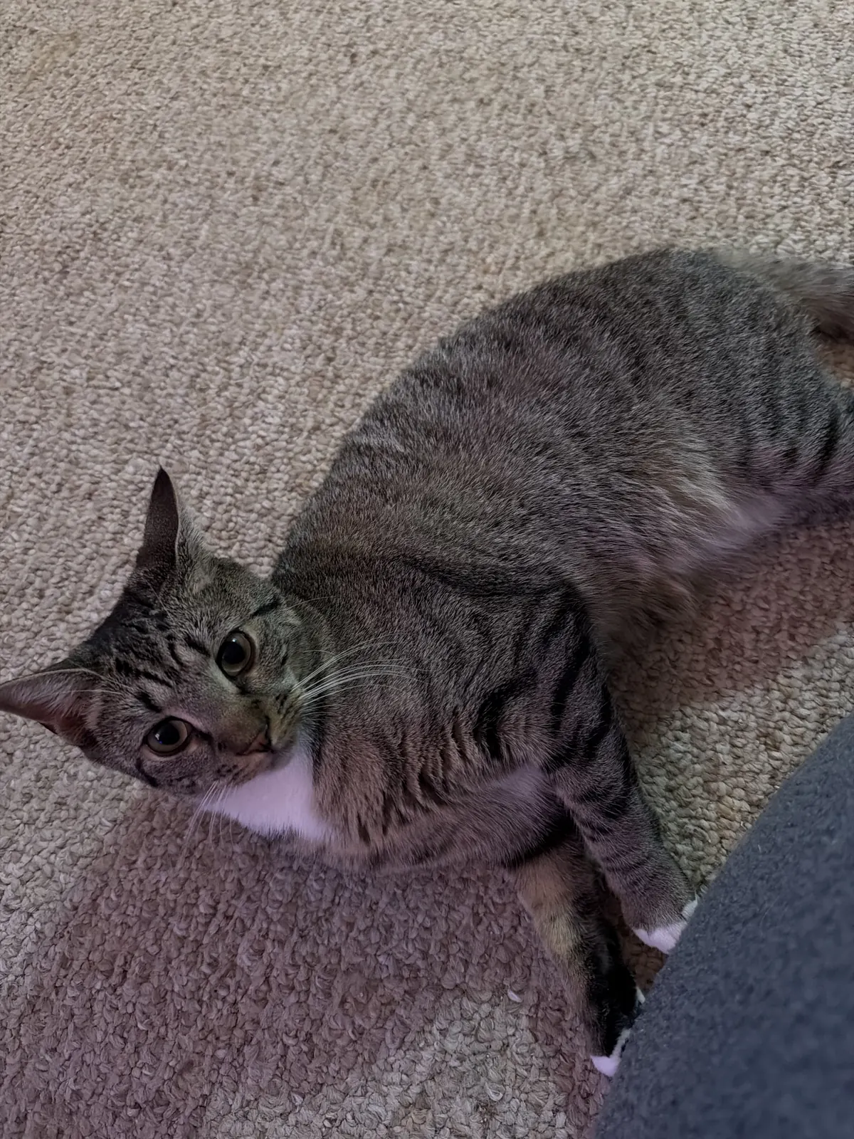Zelda, a grey and brown striped tabby with a white chest and belly, rolling on the carpet and looking up with green eyes